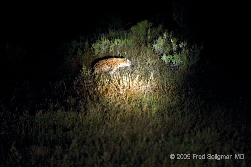 20090615_184203 D3 (3) X1.jpg - This hyena is seen by flashlight after dusk walking near our camp